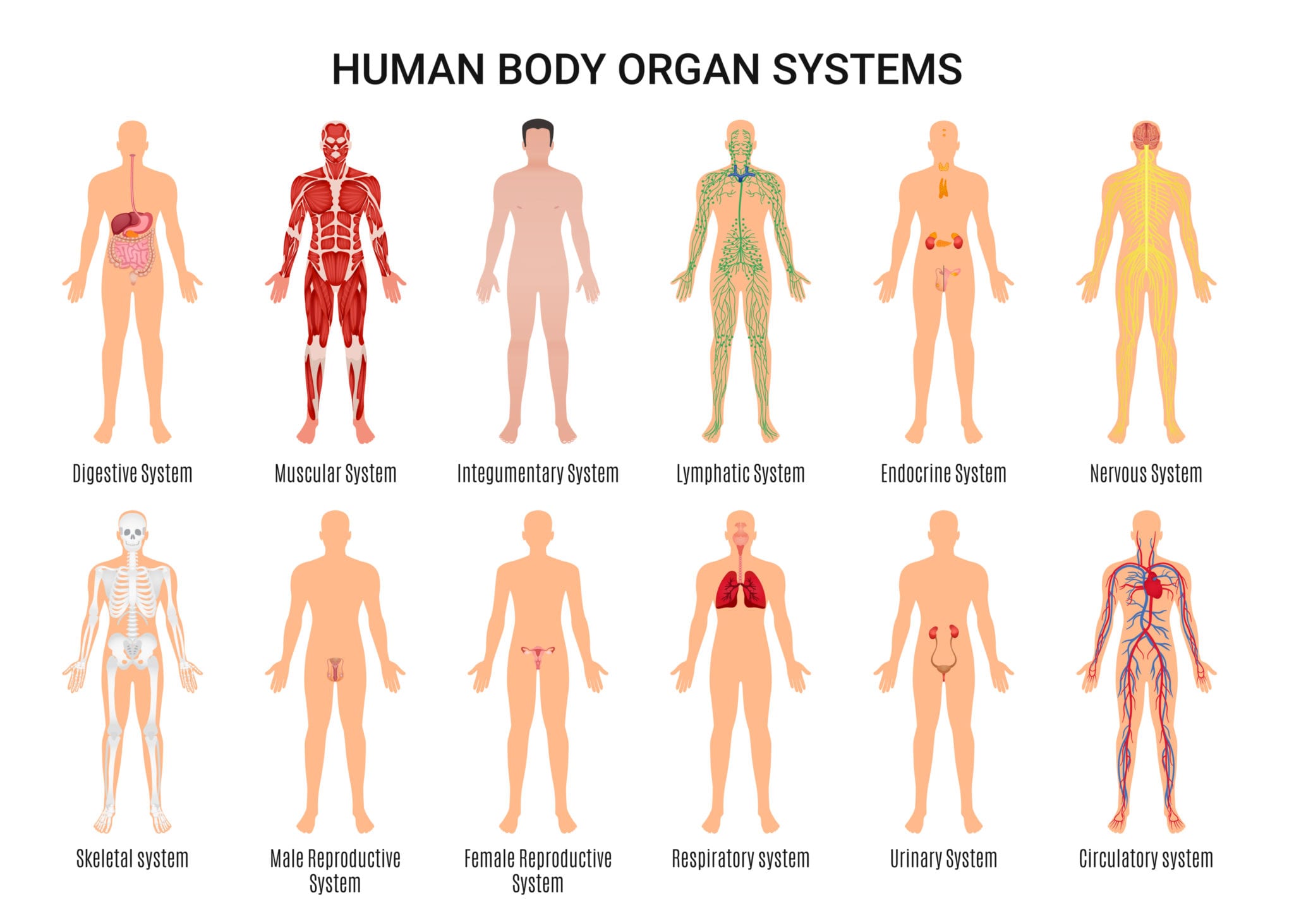 level-3-certificate-in-anatomy-physiology-pathology-facethetics